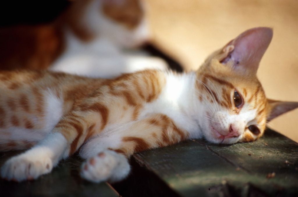 chat qui se repose