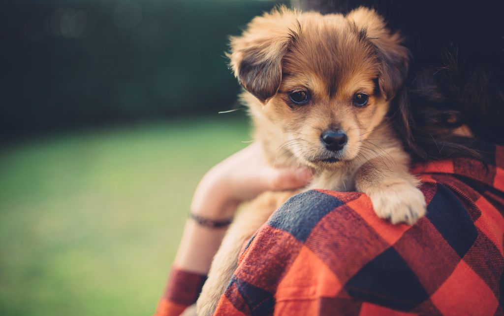 chiot qui se fait porter 