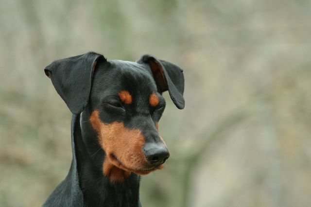Un chien avec les oreilles levées et fermant les yeux