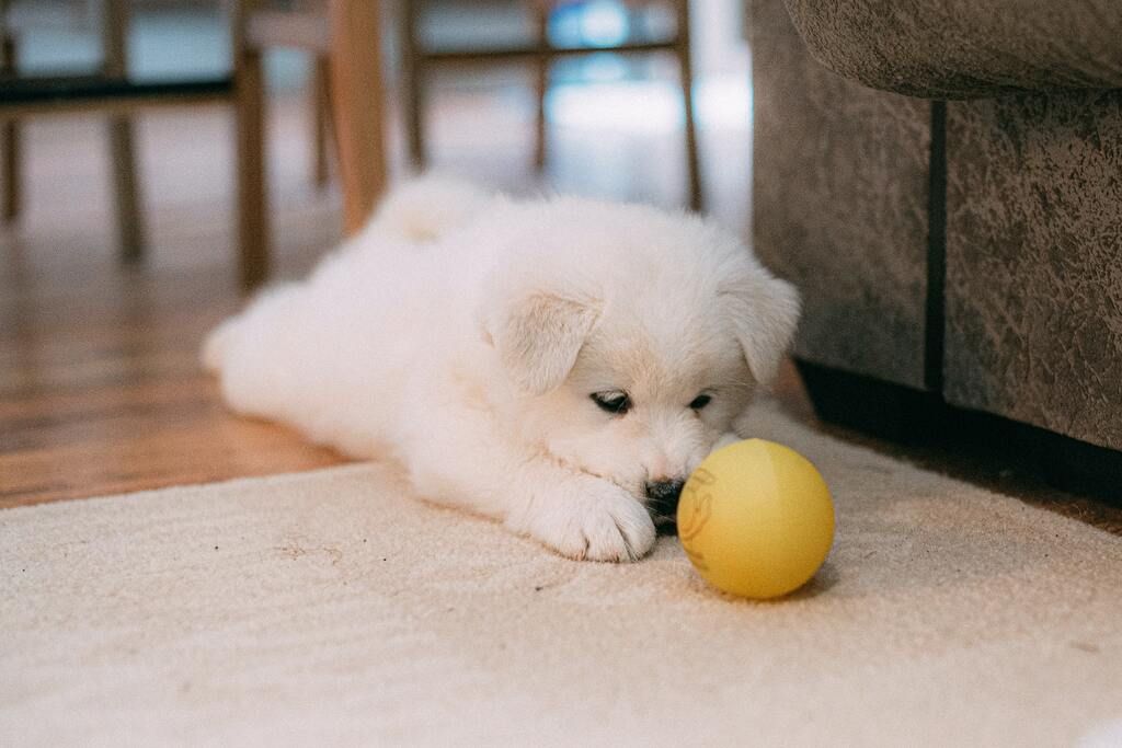 chien avec une balle jaune devant son museau
