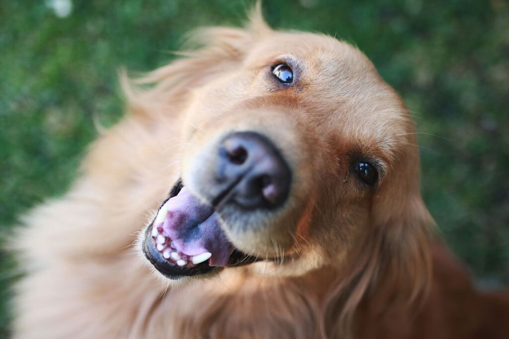 Golden Retriever bouche ouverte 