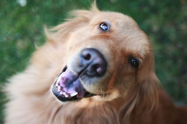 Golden Retriever bouche ouverte 