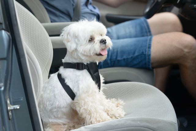 chien attaché dans la voiture
