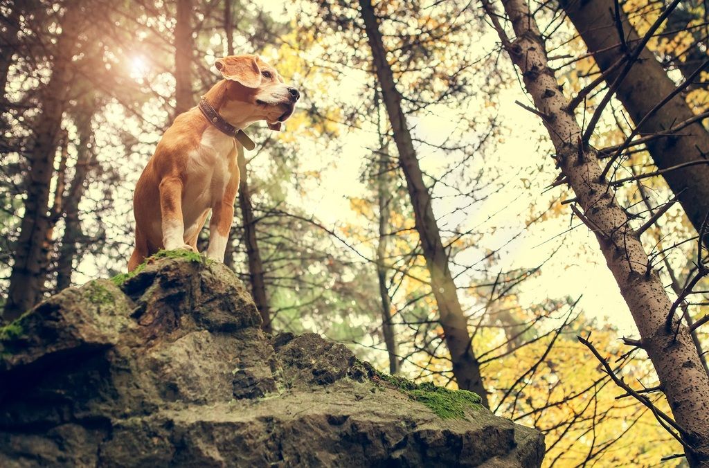 golden retriever vu d'en bas dans la forêt