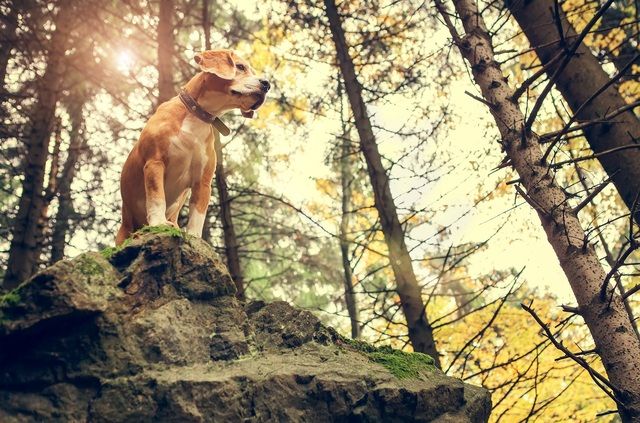 golden retriever vu d'en bas dans la forêt