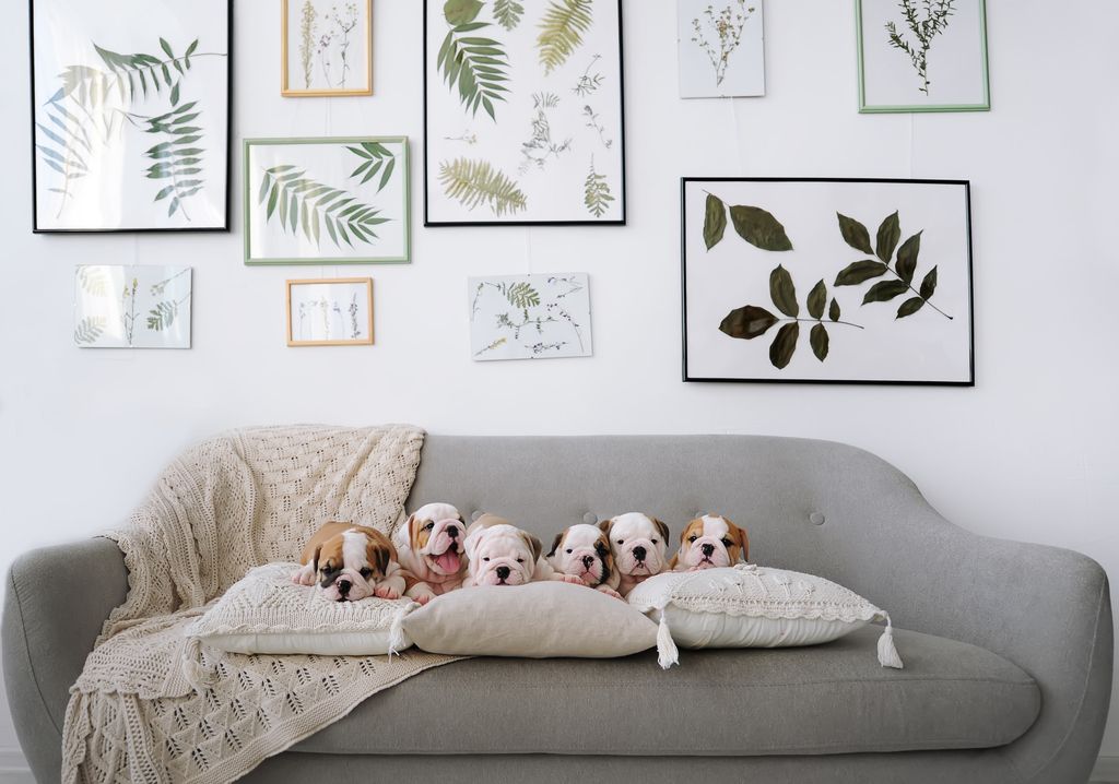 chiots bulldog sur le canapé