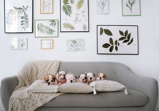chiots bulldog sur le canapé