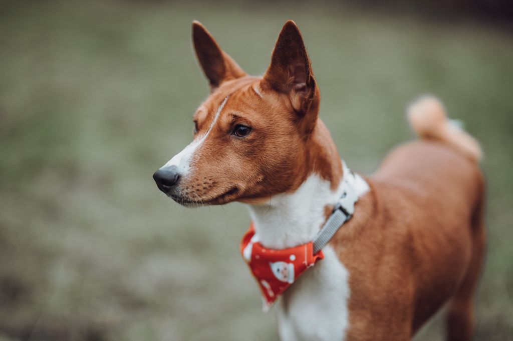 chien basenji brun et blanc avec un collier bandana