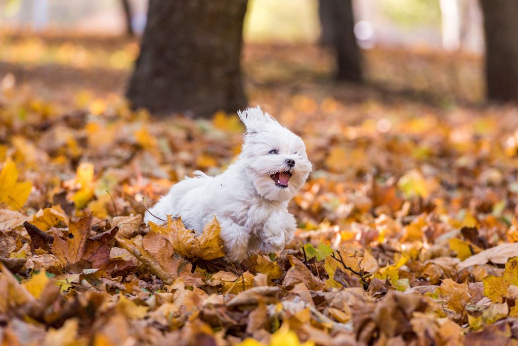chien qui court dans les feuilles mortes