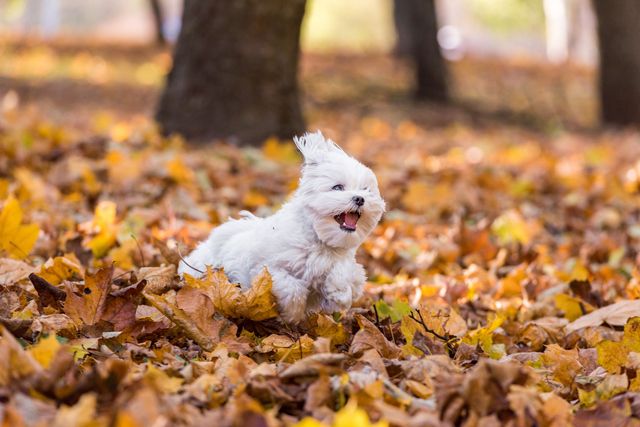 chien qui court dans les feuilles mortes pour Halloween
