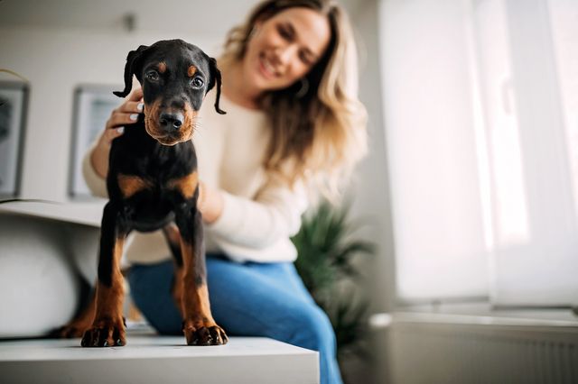 chien qui se fait caresser le pelage par une femme