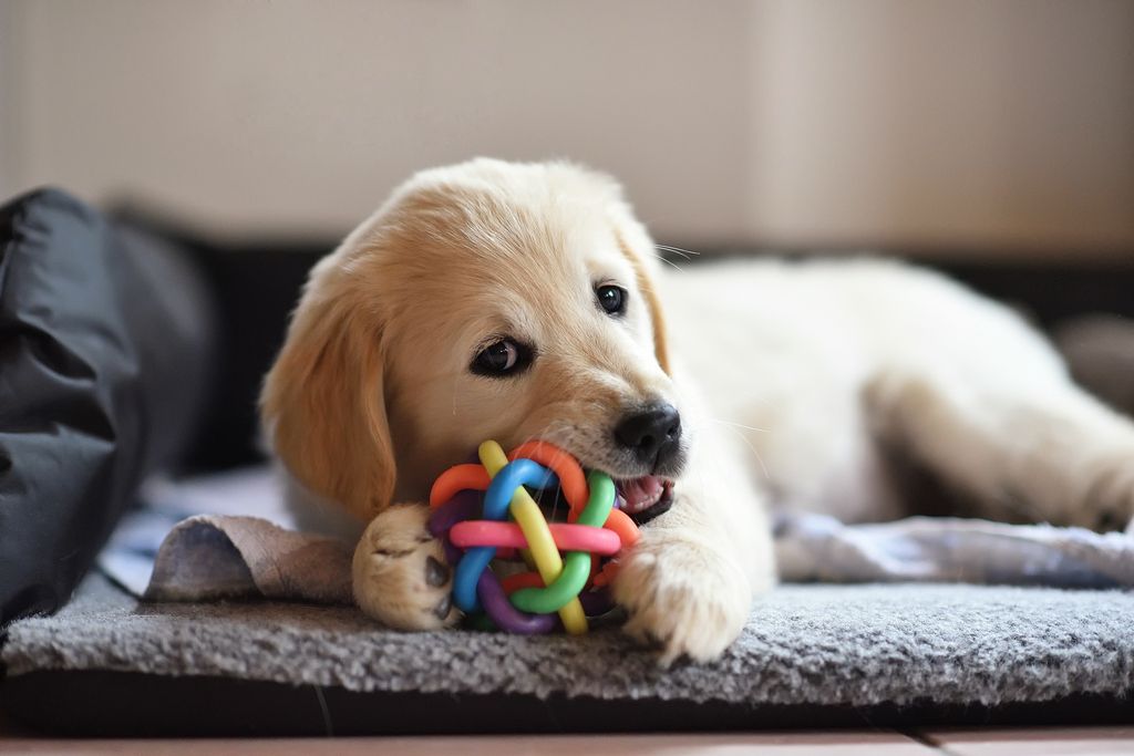 Chiot golden retriever qui joue avec un jouet rond