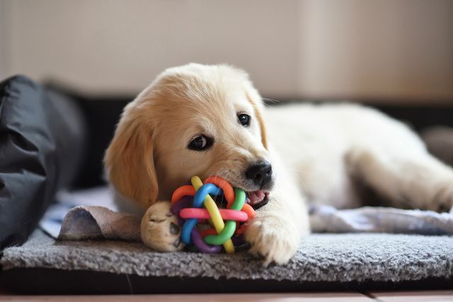 Chiot golden retriever qui joue avec un jouet rond