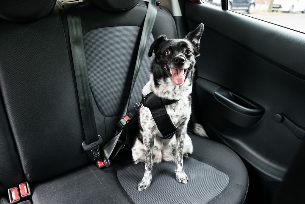 chien assit et attaché dans une voiture