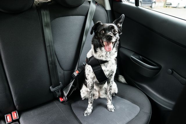 chien assit et attaché dans une voiture