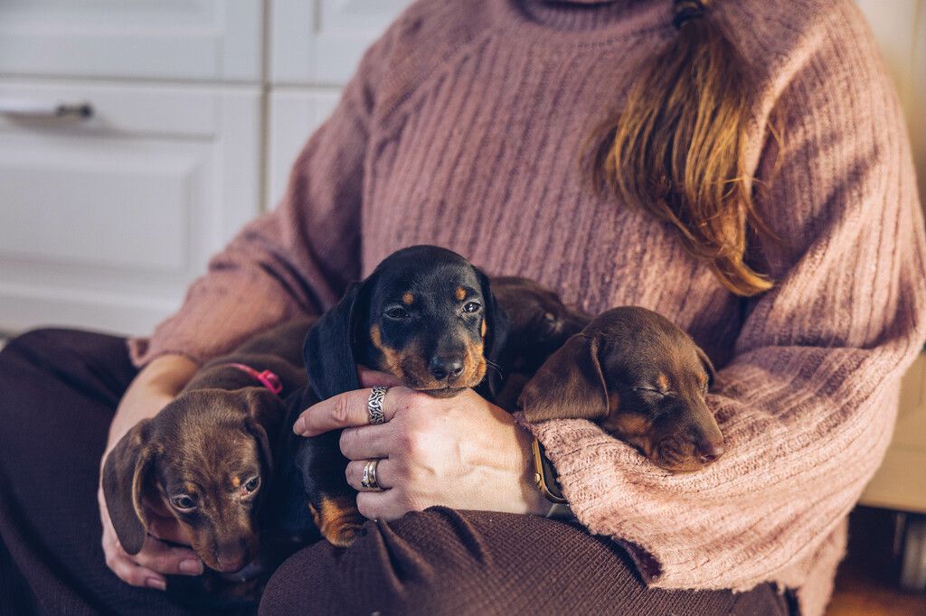 chiots dans les bras d'une femme