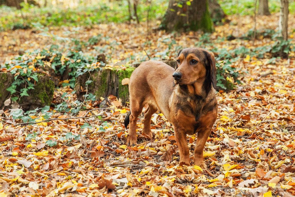 Basset des Alpes dans la forête dans les feuilles mortes
