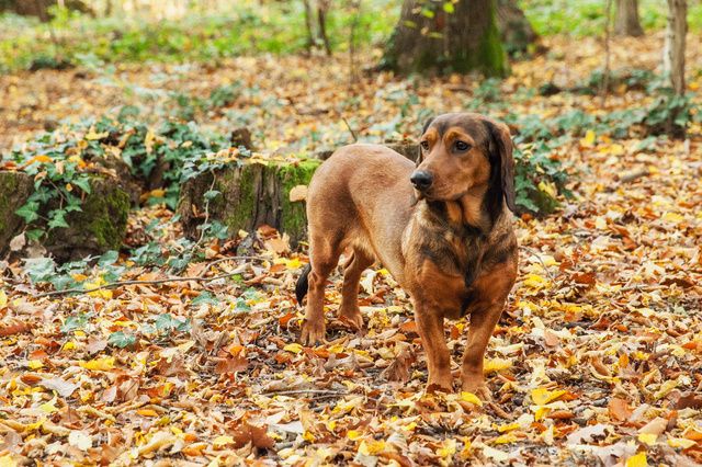 Basset des Alpes dans la forête dans les feuilles mortes
