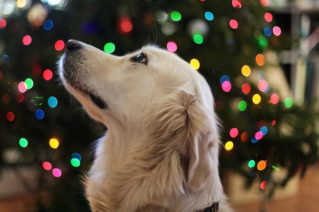 chien devant un sapin de noël