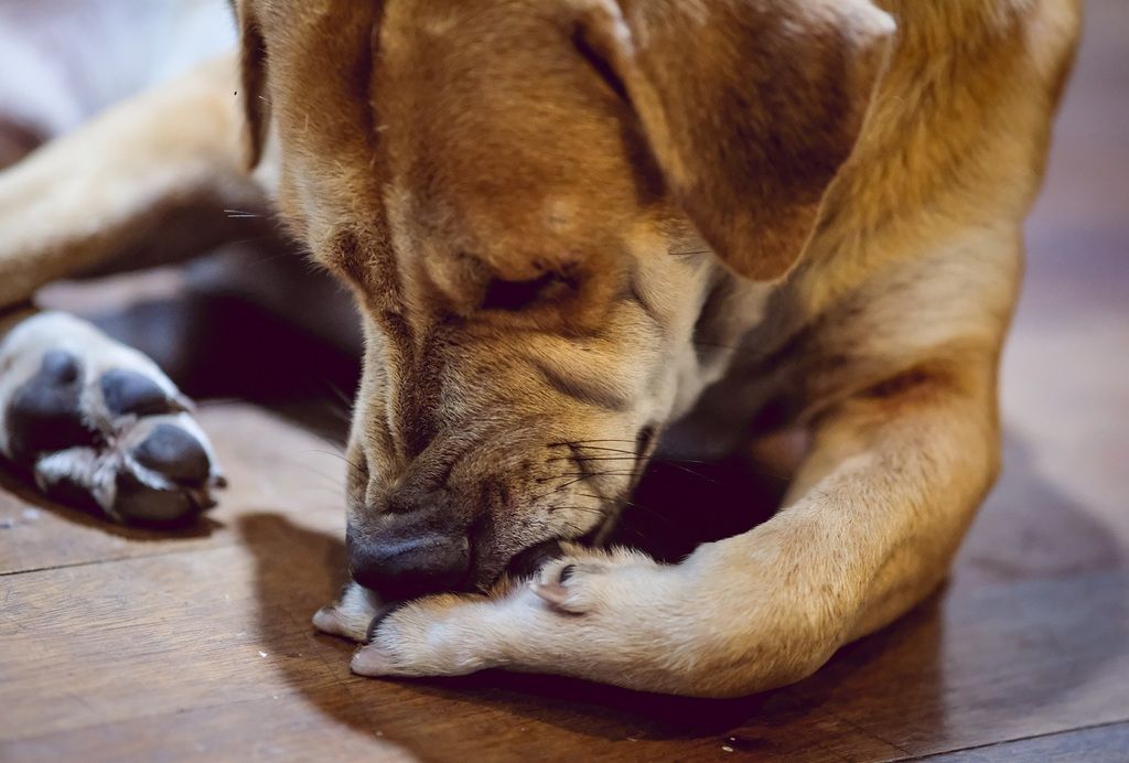 chien qui se lèche et renifle sa patte