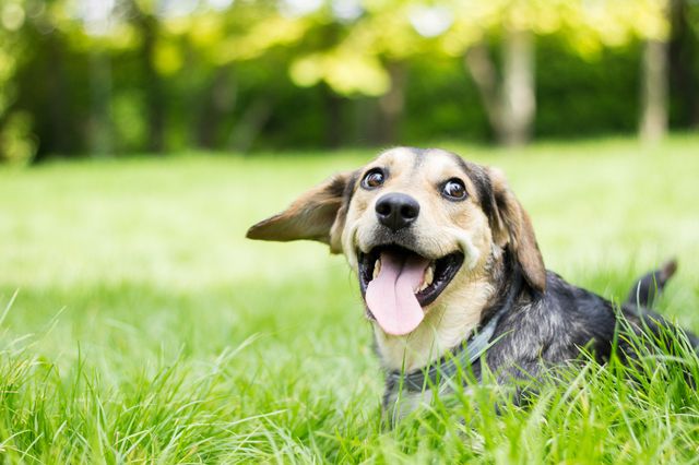 chien qui sourit à la caméra