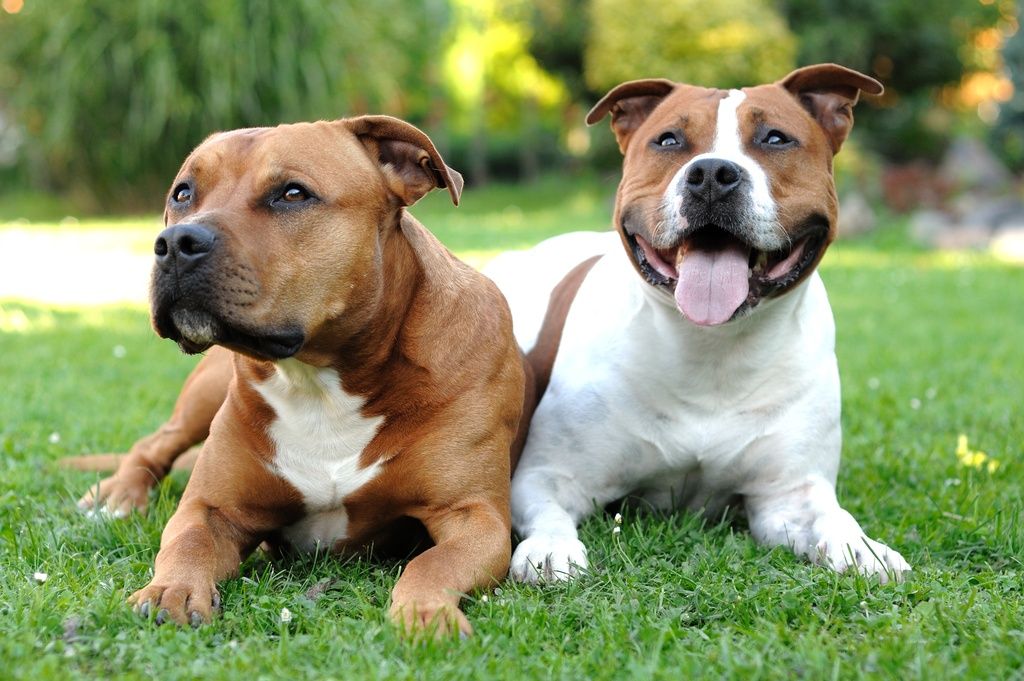 2 chiens Amstaff