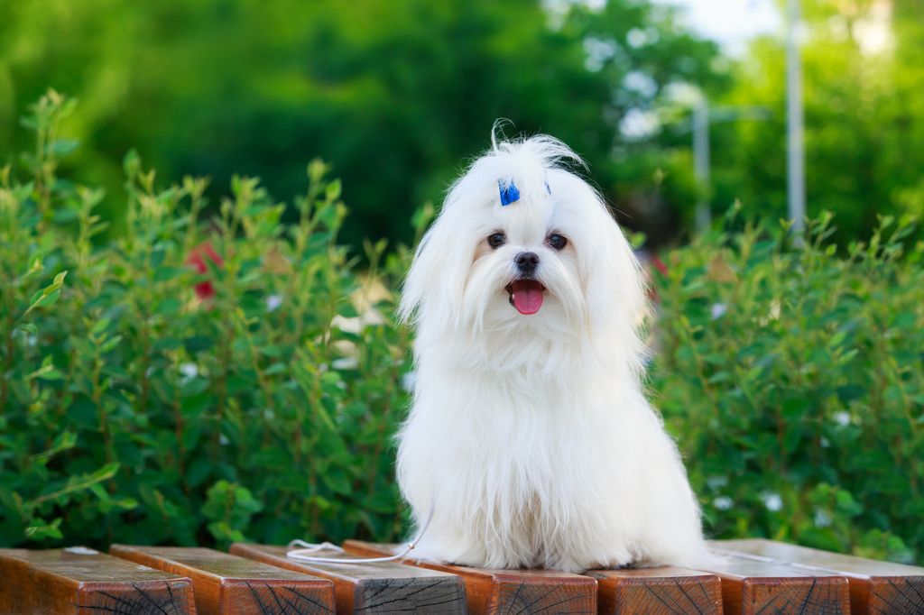 bichon Maltais qui attend dehors