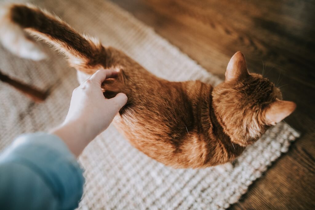 chat qui se fait gratter le dos 