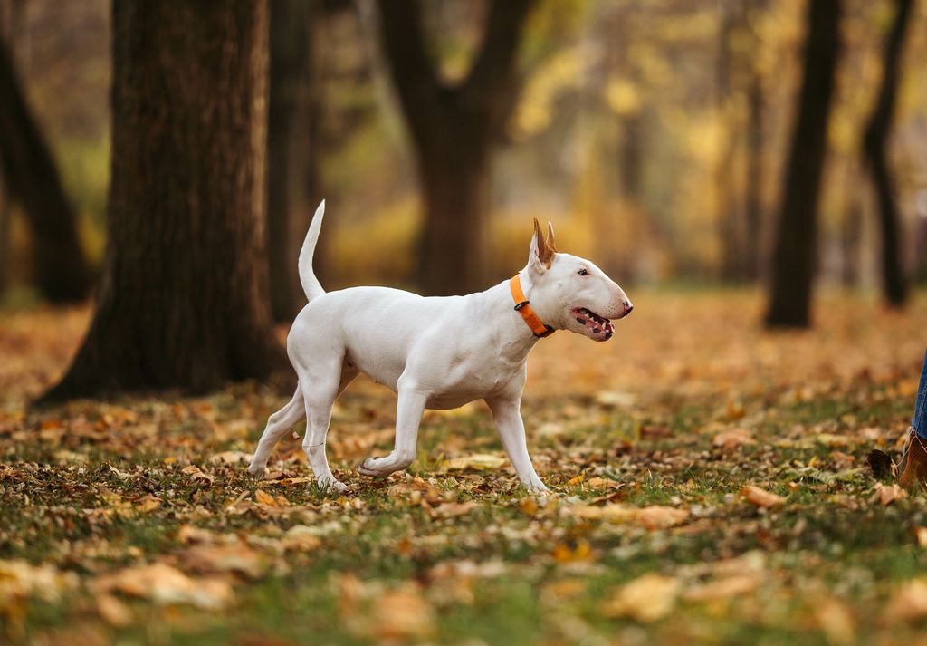 Bull Terrier blanc