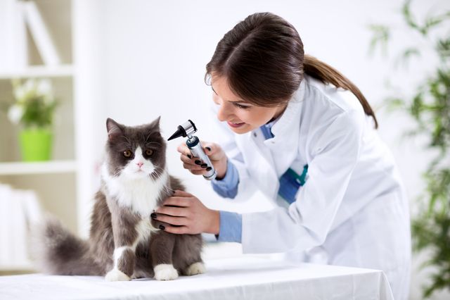 vétérinaire qui osculte un chat