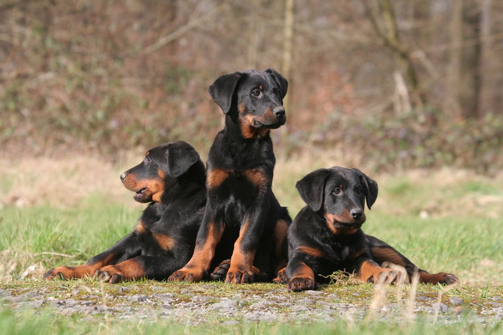 3 chiots Beauceron noirs et bruns