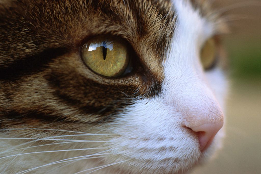 yeux de chat de près