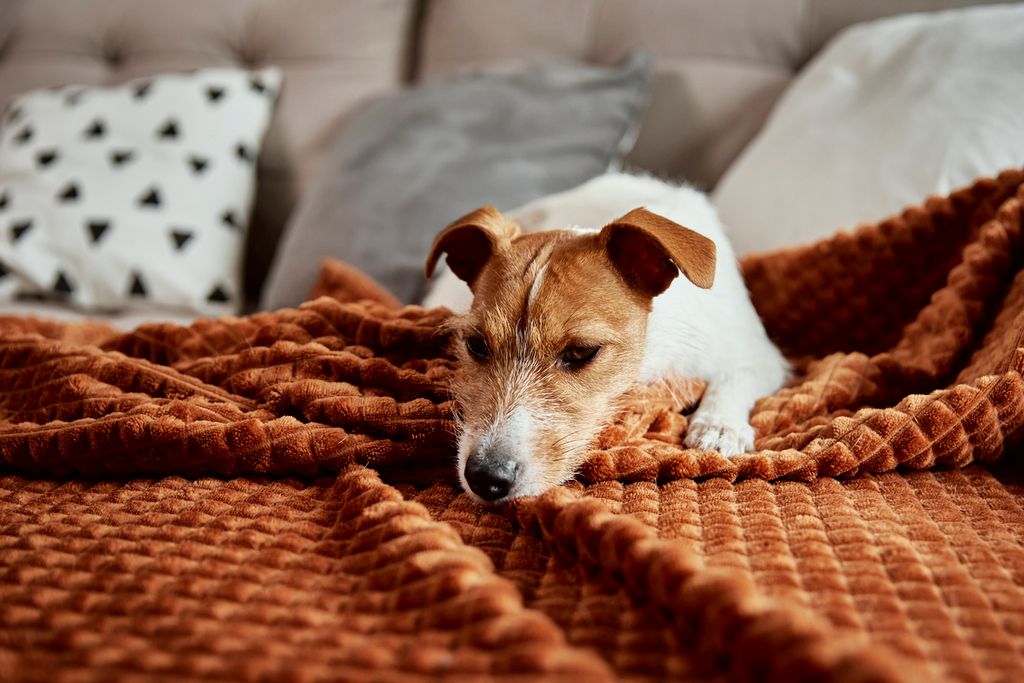 chien qui se repose