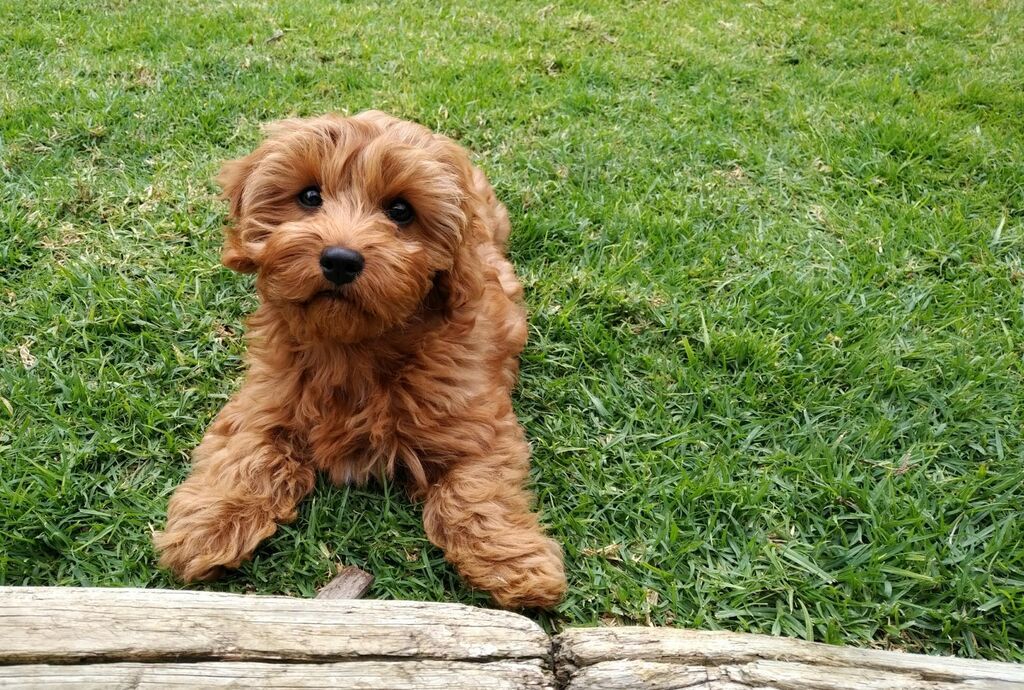 petit chien roux dehors