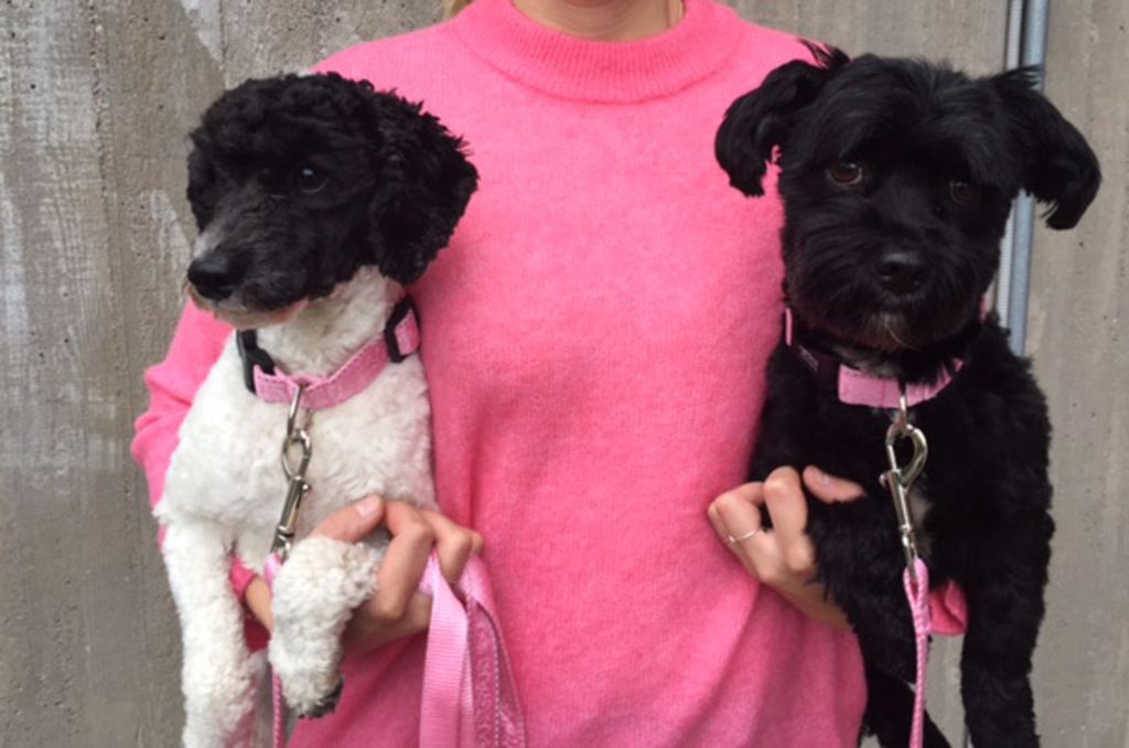 deux chiens sont portés avec une laisse rose pour octobre rose