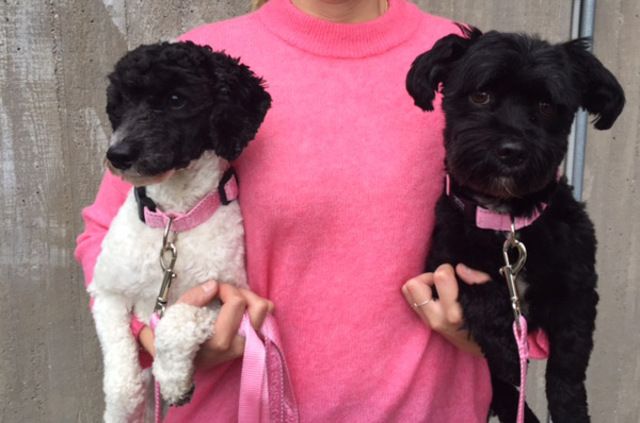 deux chiens sont portés avec une laisse rose pour octobre rose