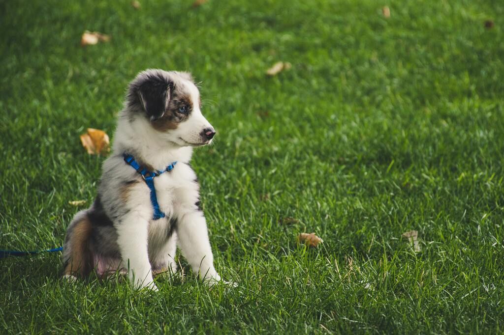 chiot assit dans l'herbe