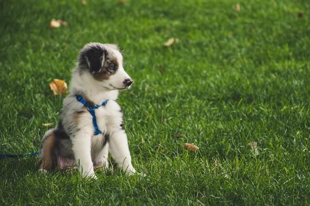 chiot assit dans l'herbe