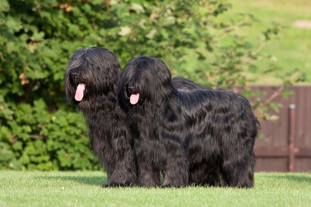 2 Briard Berger de Berger noirs avec la langue tirée