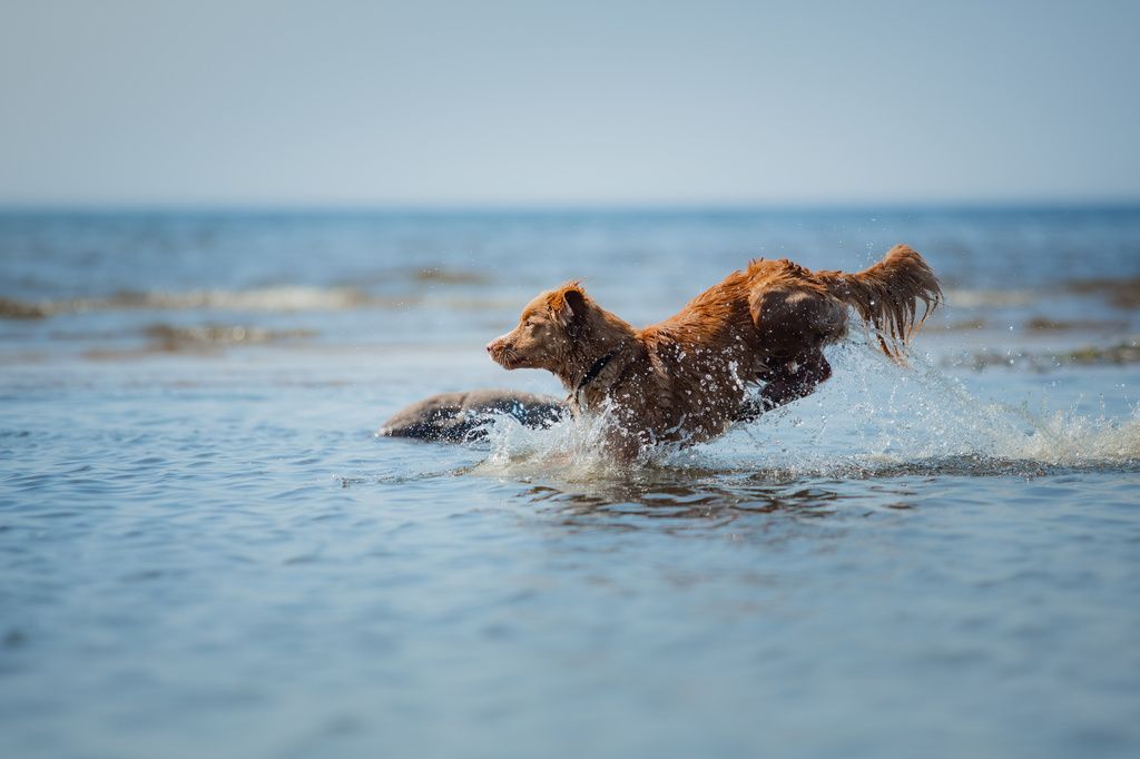 chien qui saute dans l'eau