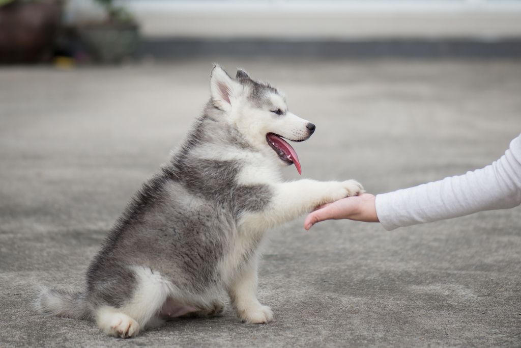 chiot husky assit qui donne la patte