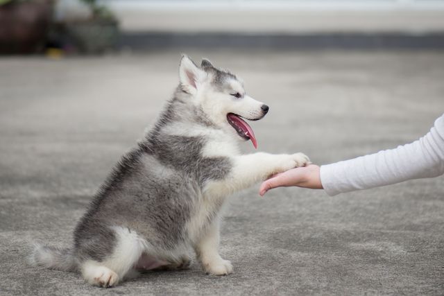 chiot husky assit qui donne la patte