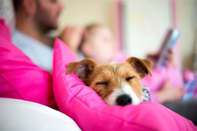 chien qui dort sur un oreiller rose
