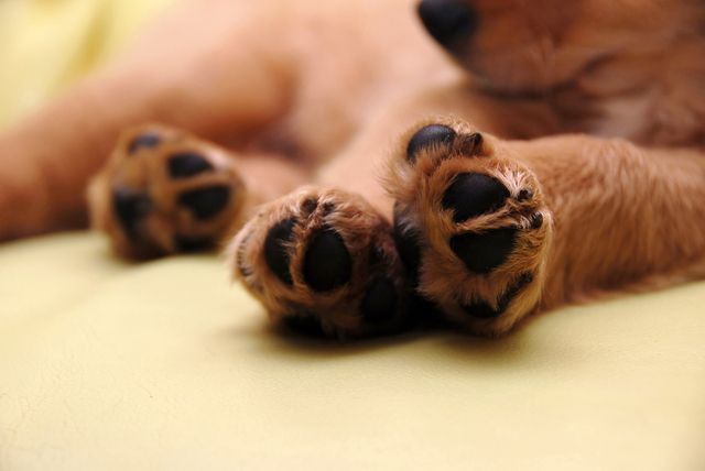 Gros plan coussinets chien