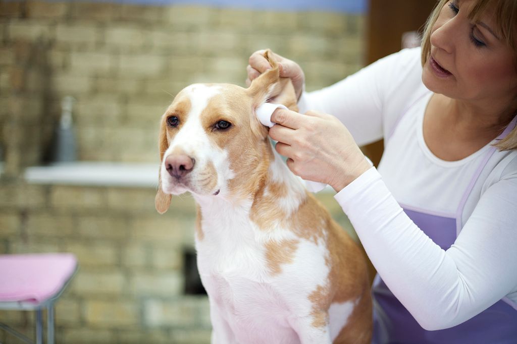 chien qui se fait nettoyer les oreilles