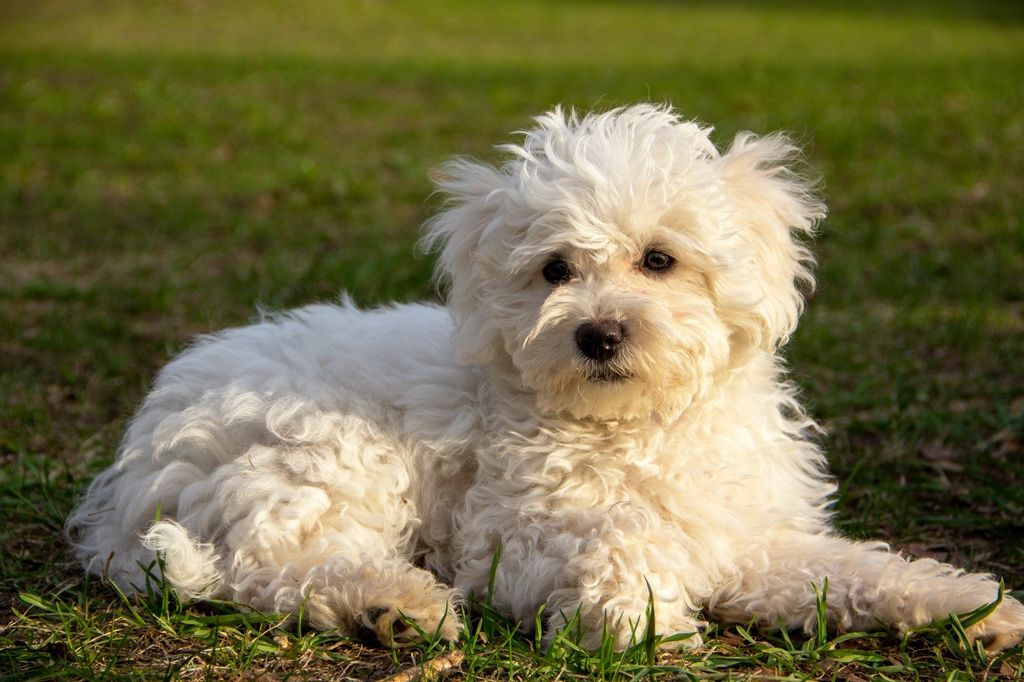 Bichon Bolonais blanc