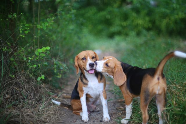 Deux beagles qui se reniflent