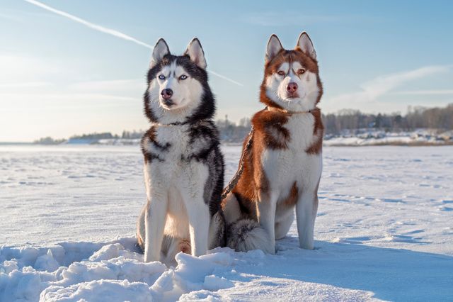 2 Husky de Sibérie dans la neige