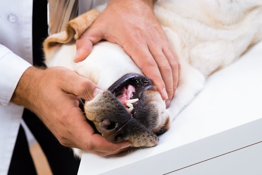 Chien allongé avec main d'hommes sur la bouche