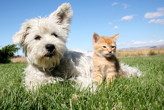 chat et chien allongés dans l'herbe